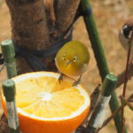 メジロとスズメ